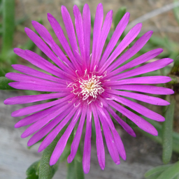 Steg：將您的機密數據隱藏在圖像中