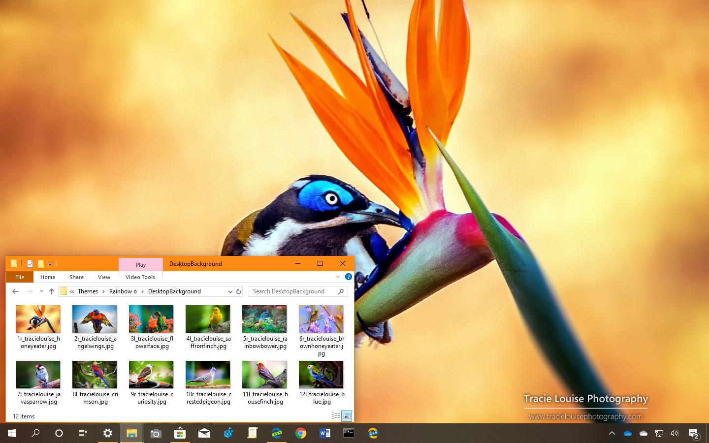 適用於 Windows 10 的 Rainbow of Birds 主題（下載）