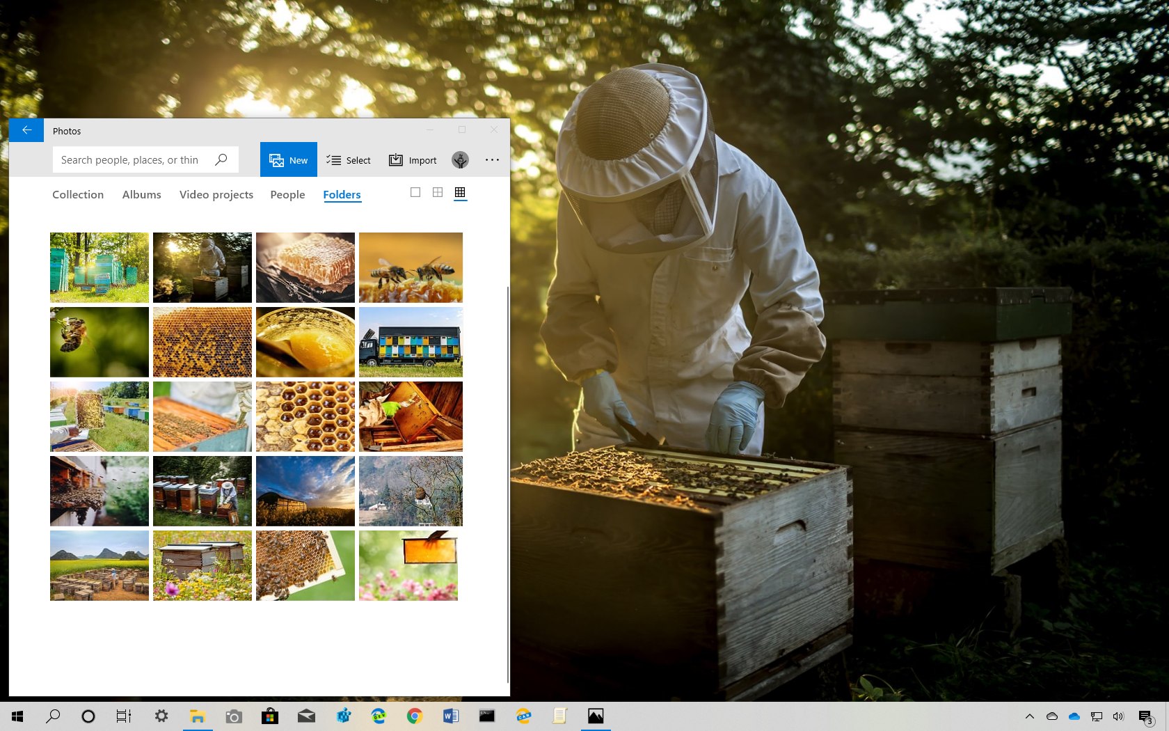 探索Windows 10的养蜂主题（下载）