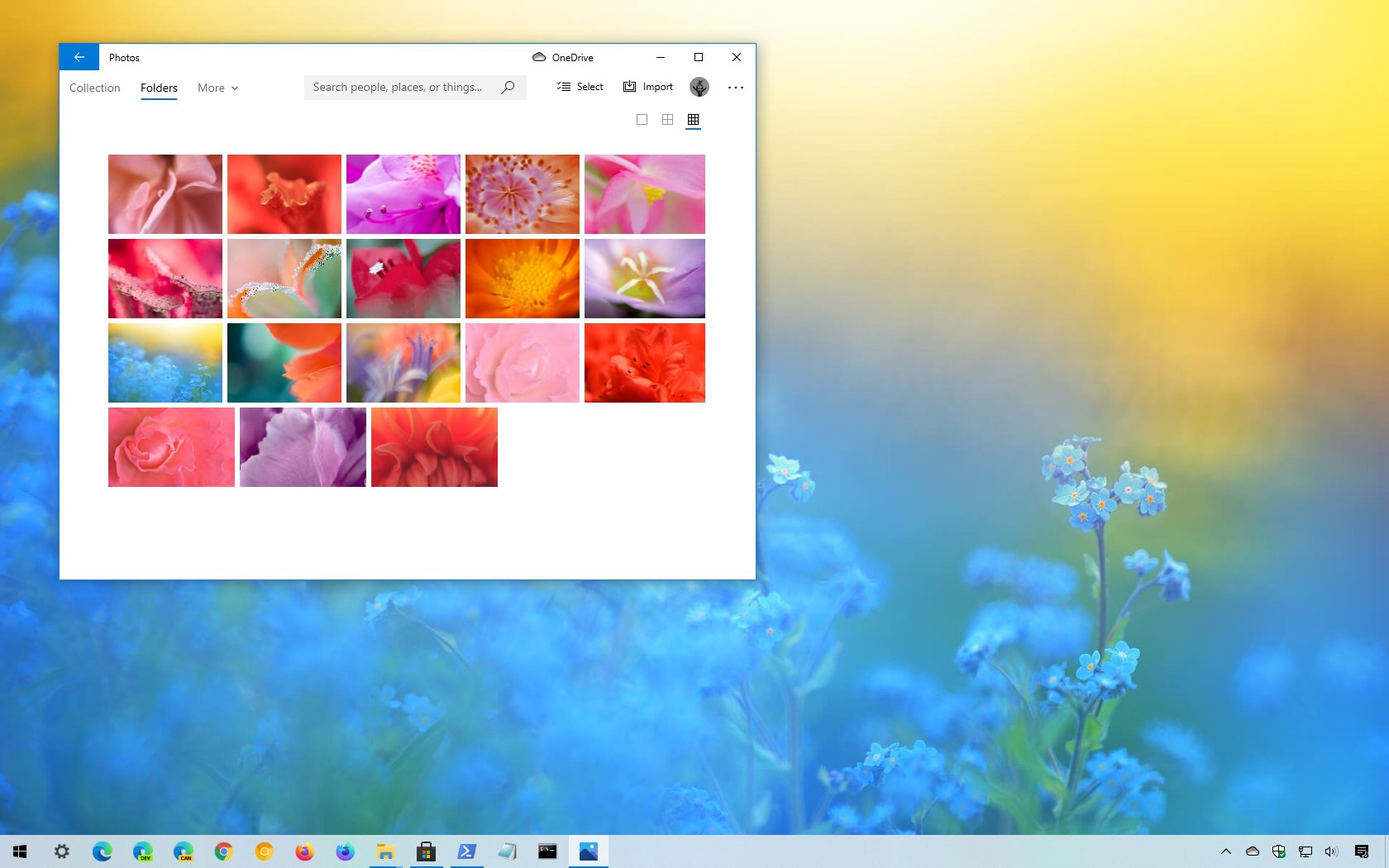 适用于 Windows 10 的花瓣主题（下载）