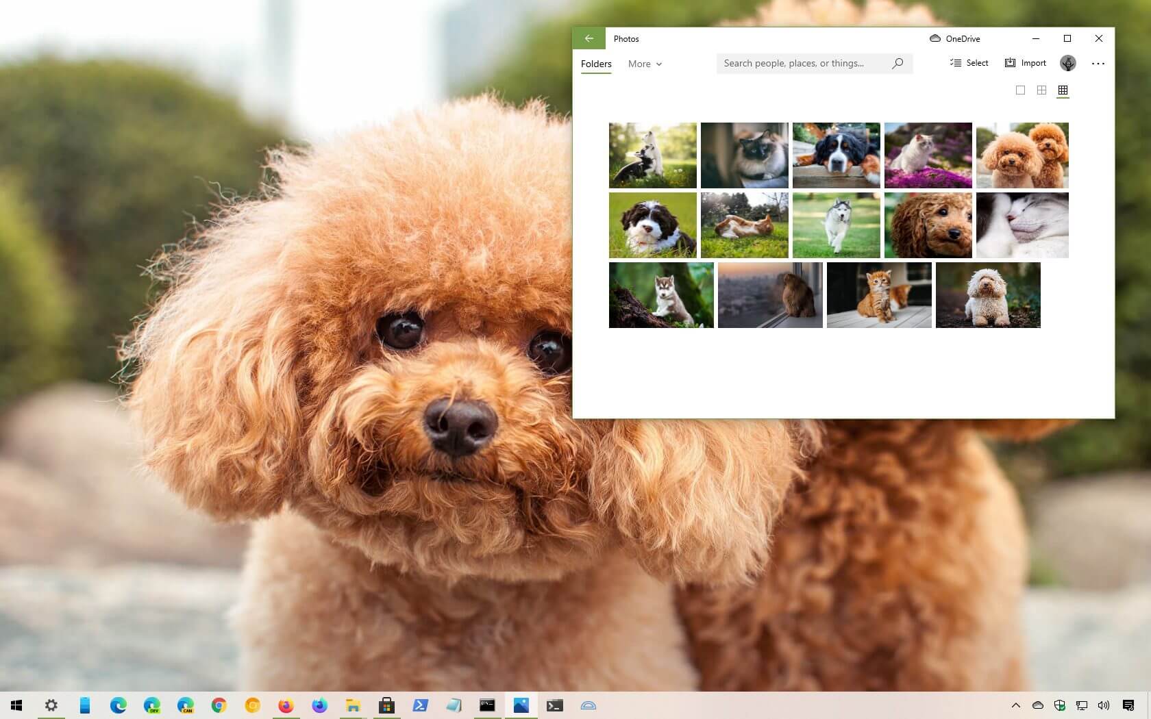 適用於 Windows 10 的狗和貓主題（下載）